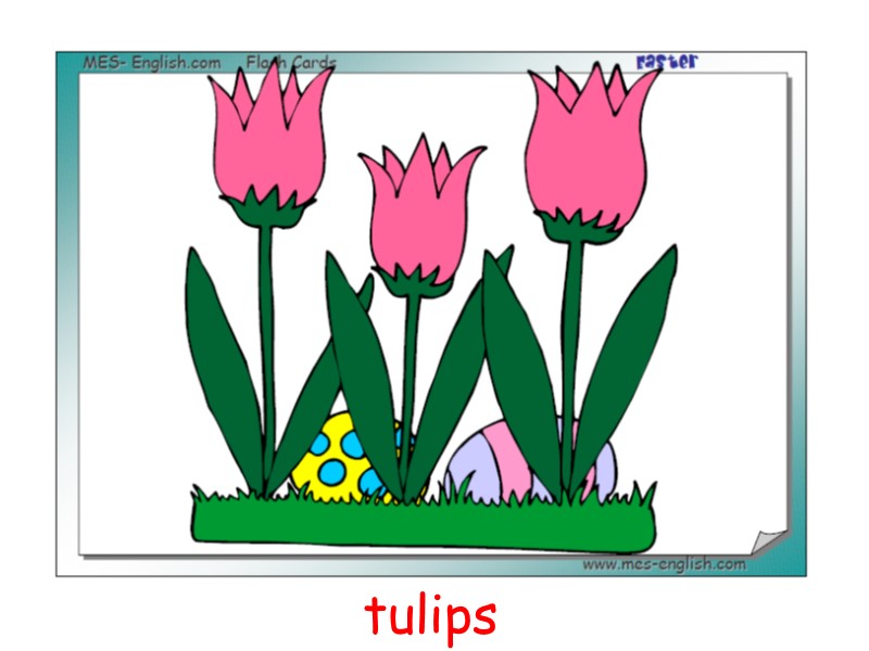 tulips